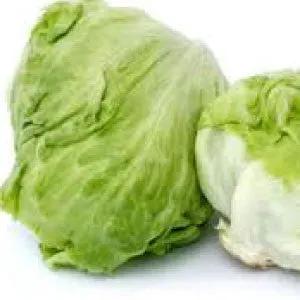 Iceberg lettuce heads (two), green heirloom bulk variety on Tampa Home & Garden Store