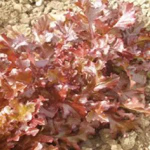 Red Salad Bowl Lettuce seeds, heirloom bulk for garden planting on Tampa Home & Garden Store