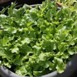 LETTUCE Seeds, Salad Bowl - Tampa Home & Garden Store