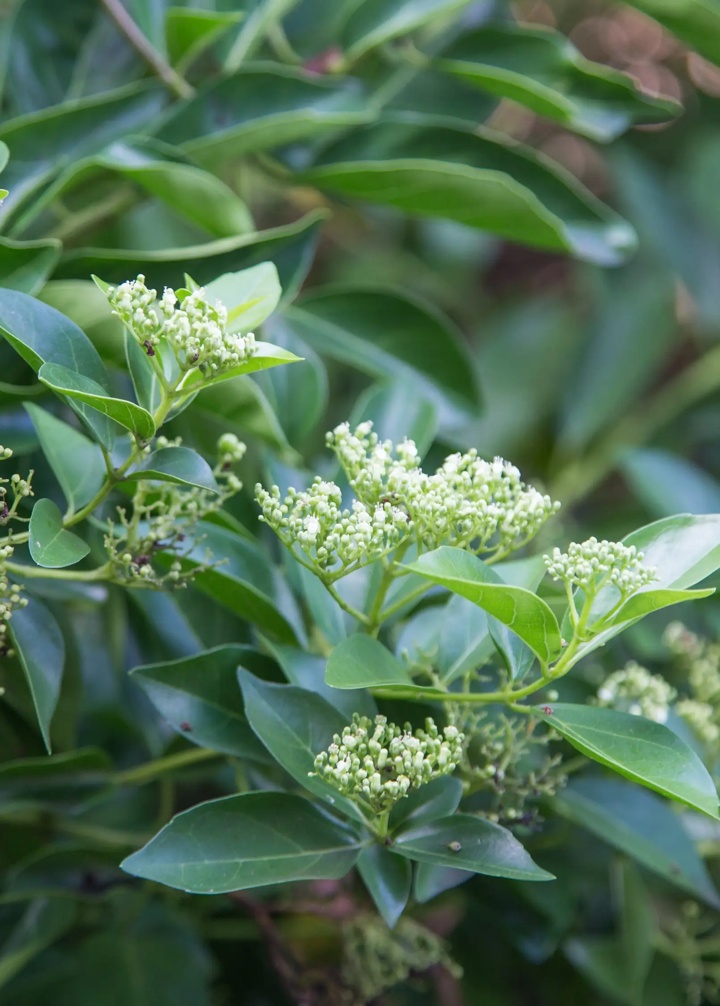 La Cach Premna serratifolia herb shrub with glossy green leaves and pale green flower clusters on Tampa Home & Garden Store