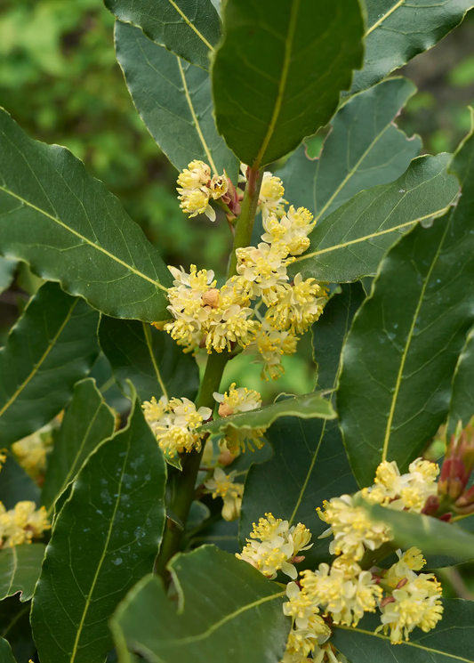 Bay Laurel Tree for Cooking with pale yellow flower clusters and green leaves by Sow Exotic on Tampa Home & Garden Store
