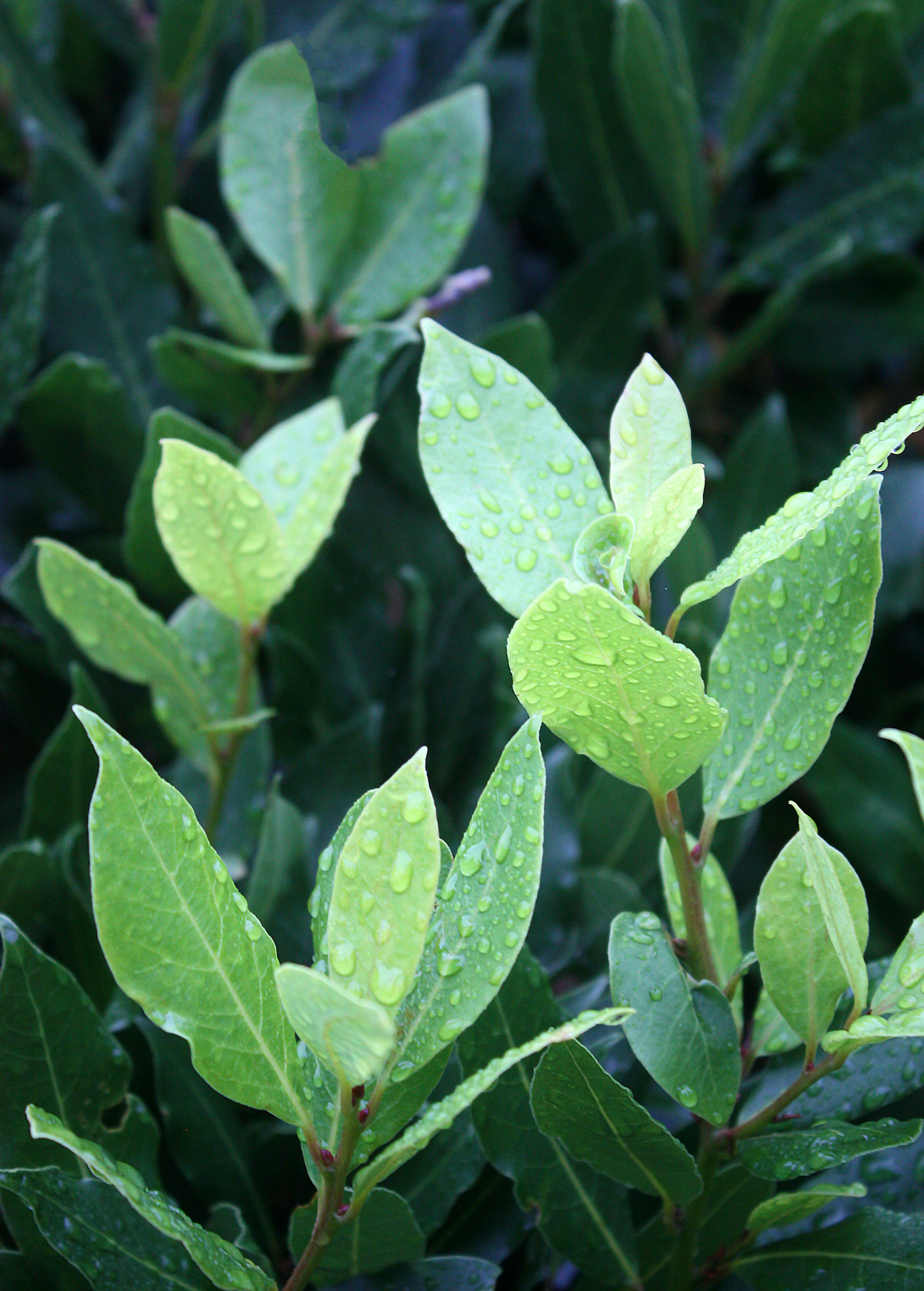 Bay Leaf Tree, Bay Laurel (Laurus nobilis)