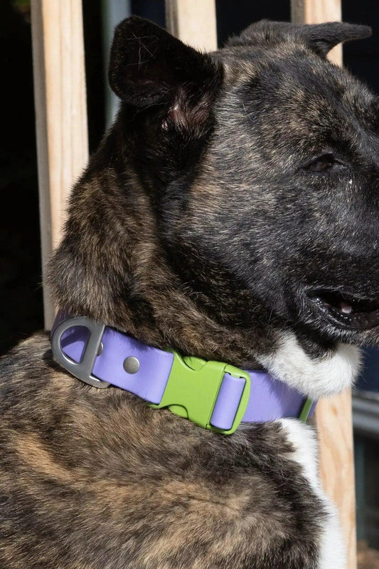 Lavender Garden Waterproof Dog Collar - Tampa Home & Garden Store