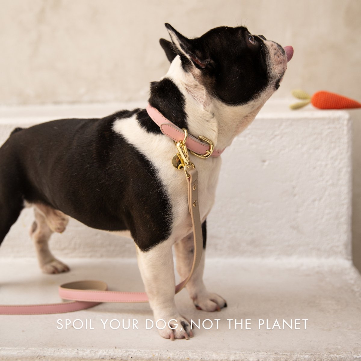Leash 4ft - Vegan Leather - Cupertino - Tampa Home & Garden Store