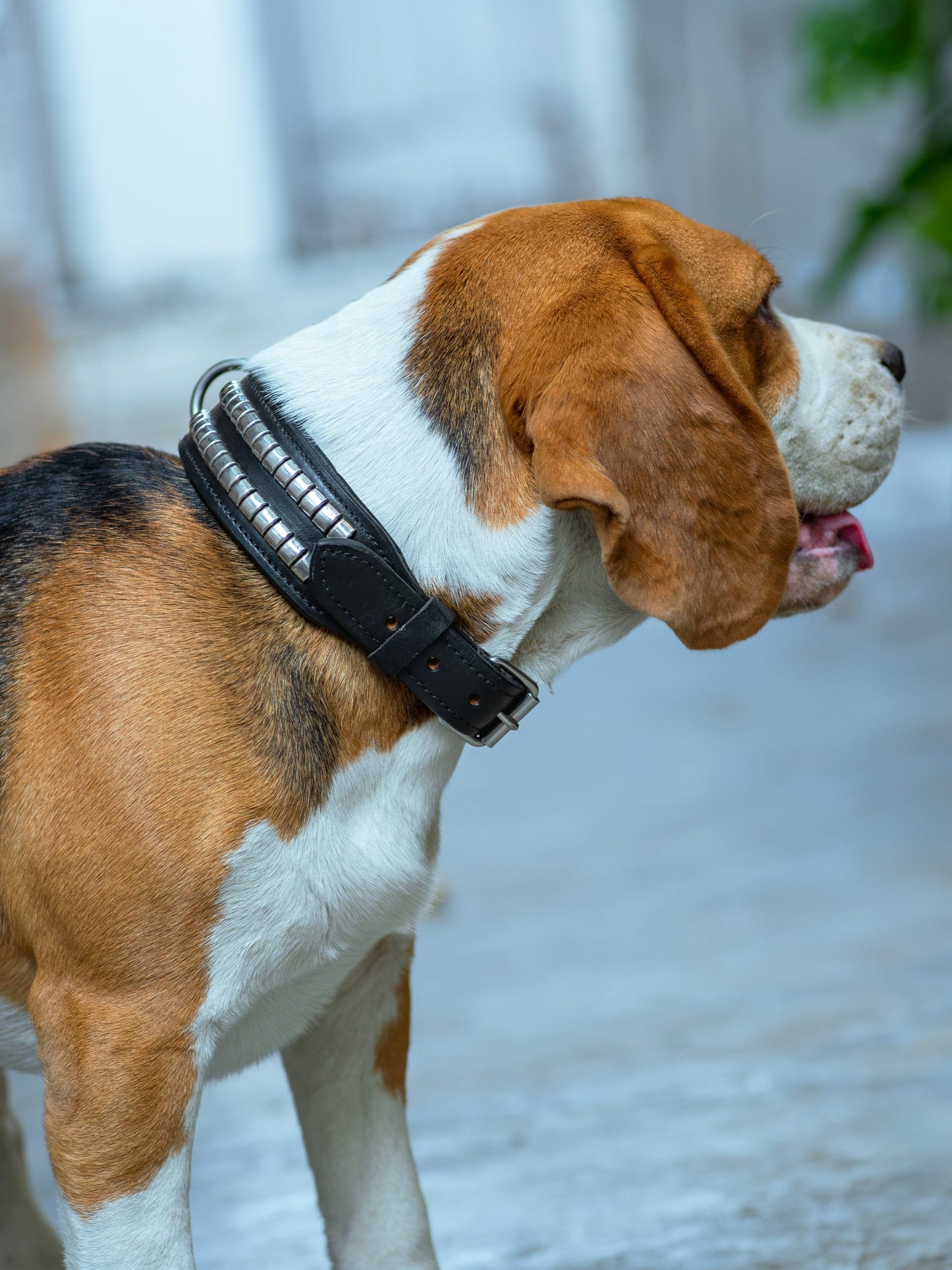 Leather Collar with Designer Studs - Tampa Home & Garden Store