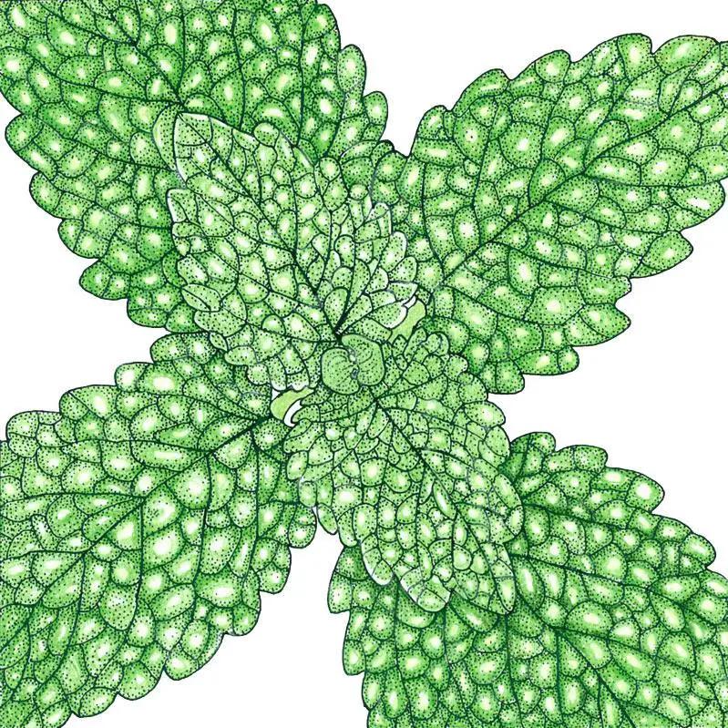Lemon Balm seeds illustration with organic bright green leaves for tea and beverages on Tampa Home & Garden Store