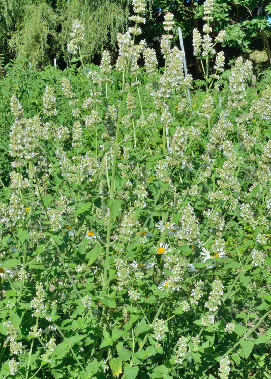 Lemon balm herb plant in bloom with tall white flower spikes, Sow Exotic on Tampa Home & Garden Store