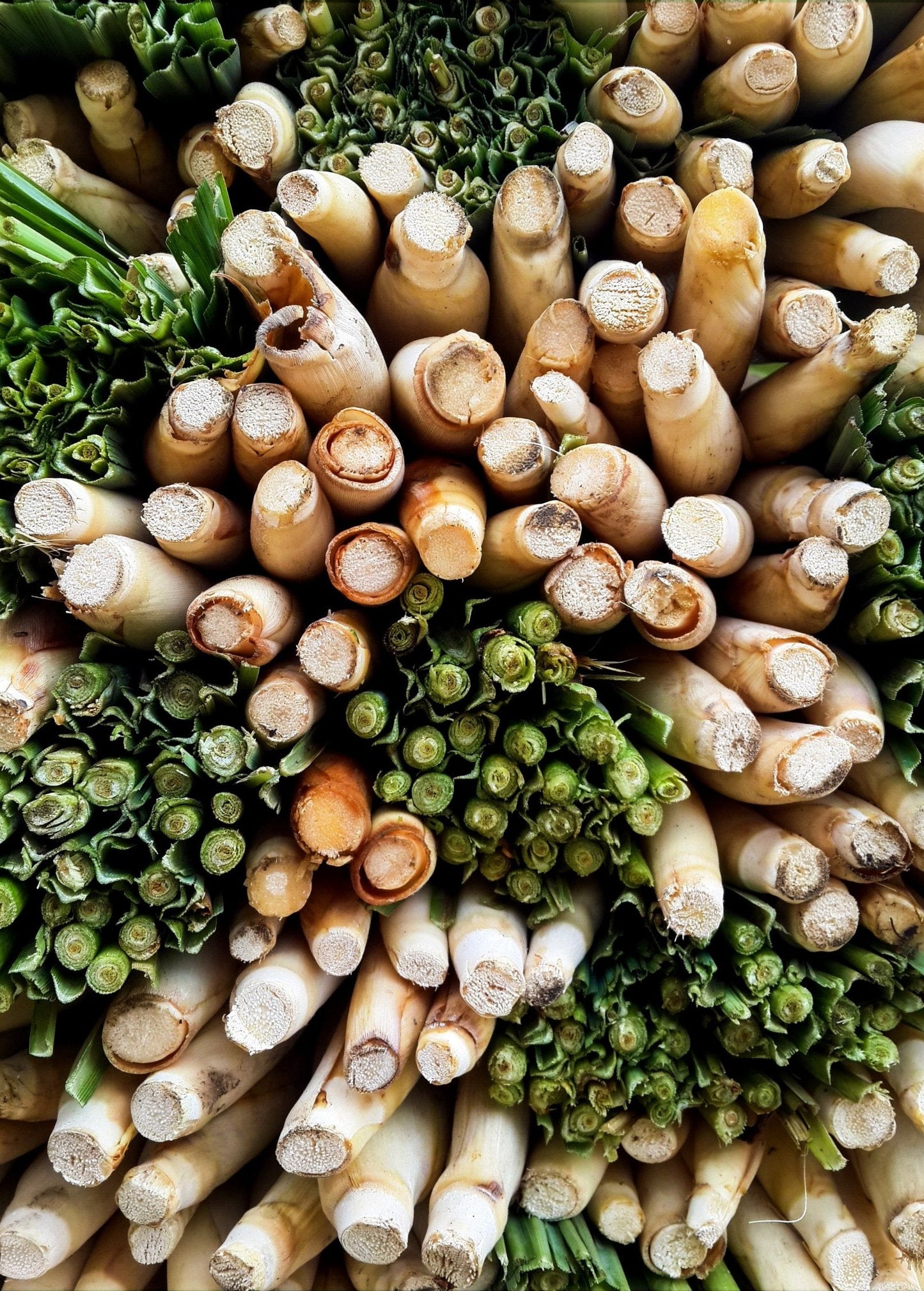 Lemongrass (Cymbopogon) - Tampa Home & Garden Store