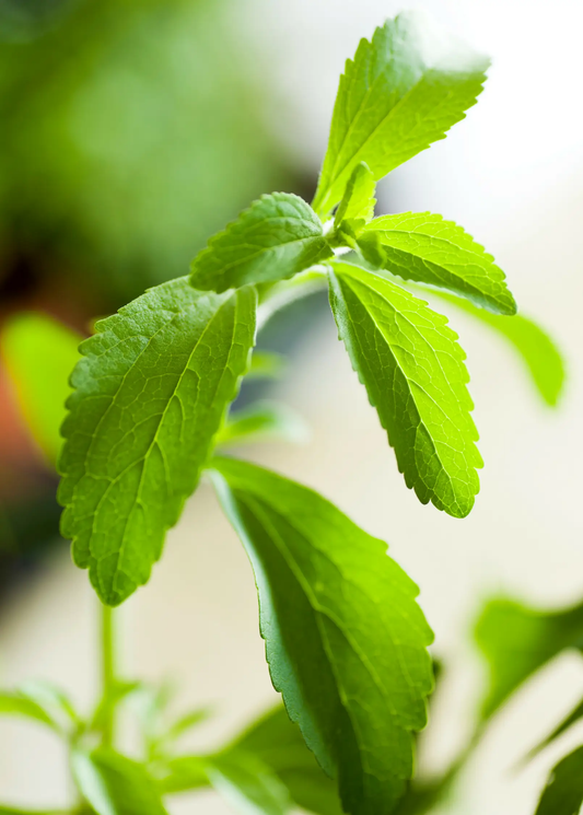 Stevia plant leaves, vibrant green herb foliage (Stevia rebaudiana), Sow Exotic variety on Tampa Home & Garden Store
