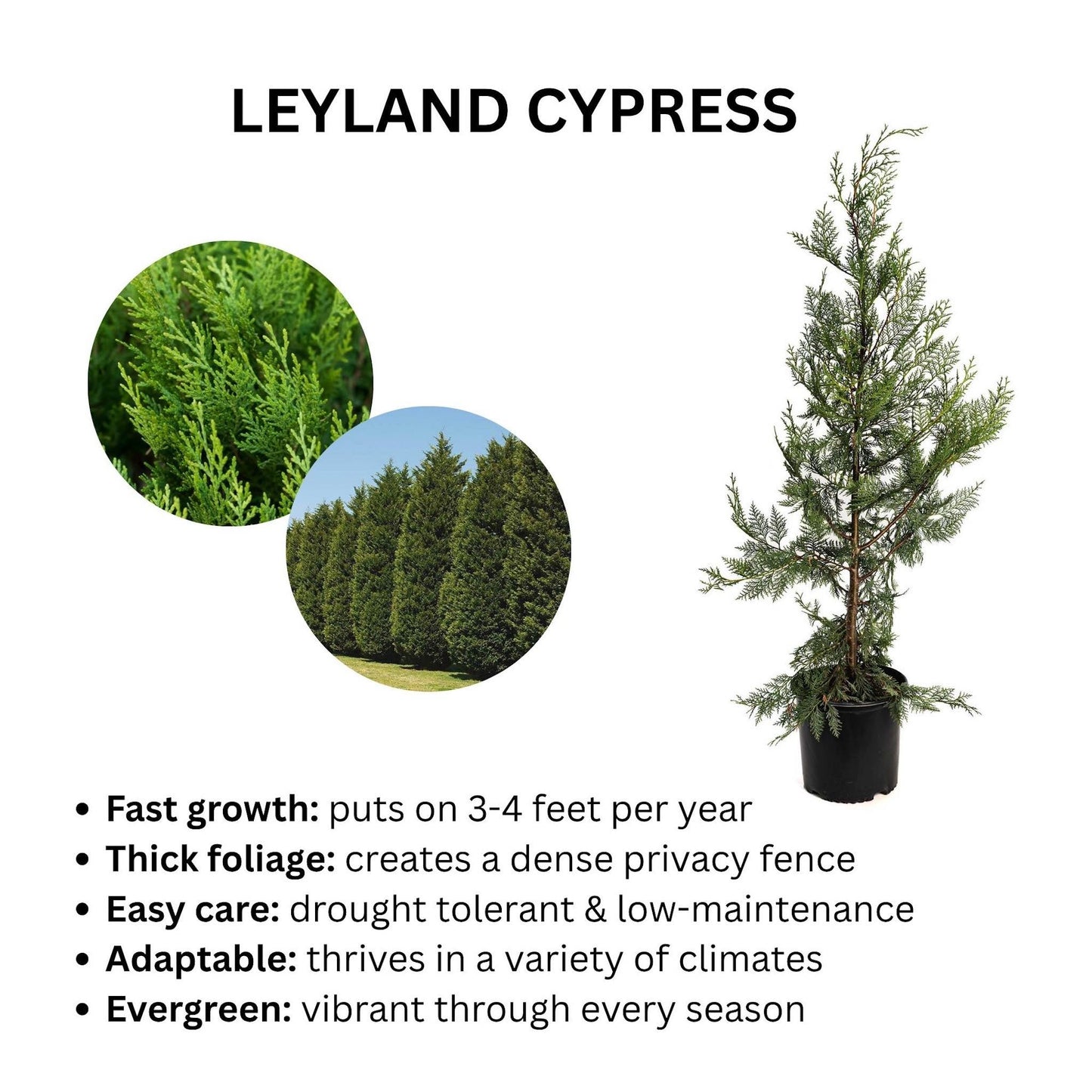 Leyland Cypress Tree in black pot; evergreen outdoor plant by Live Good Logistics on Tampa Home & Garden Store