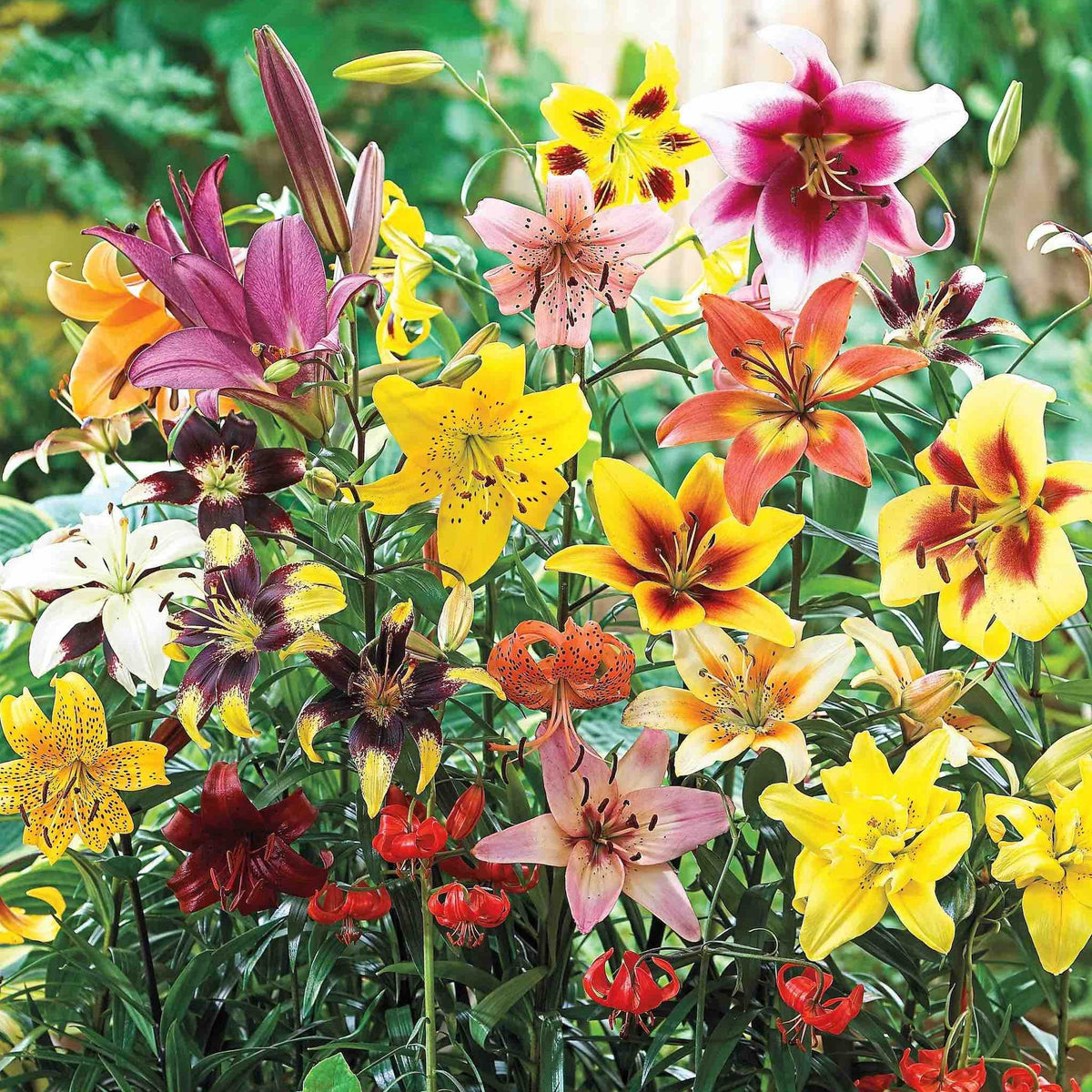 Lily Mix plant with a vibrant assortment of yellow, pink, orange, red lilies on Tampa Home & Garden Store