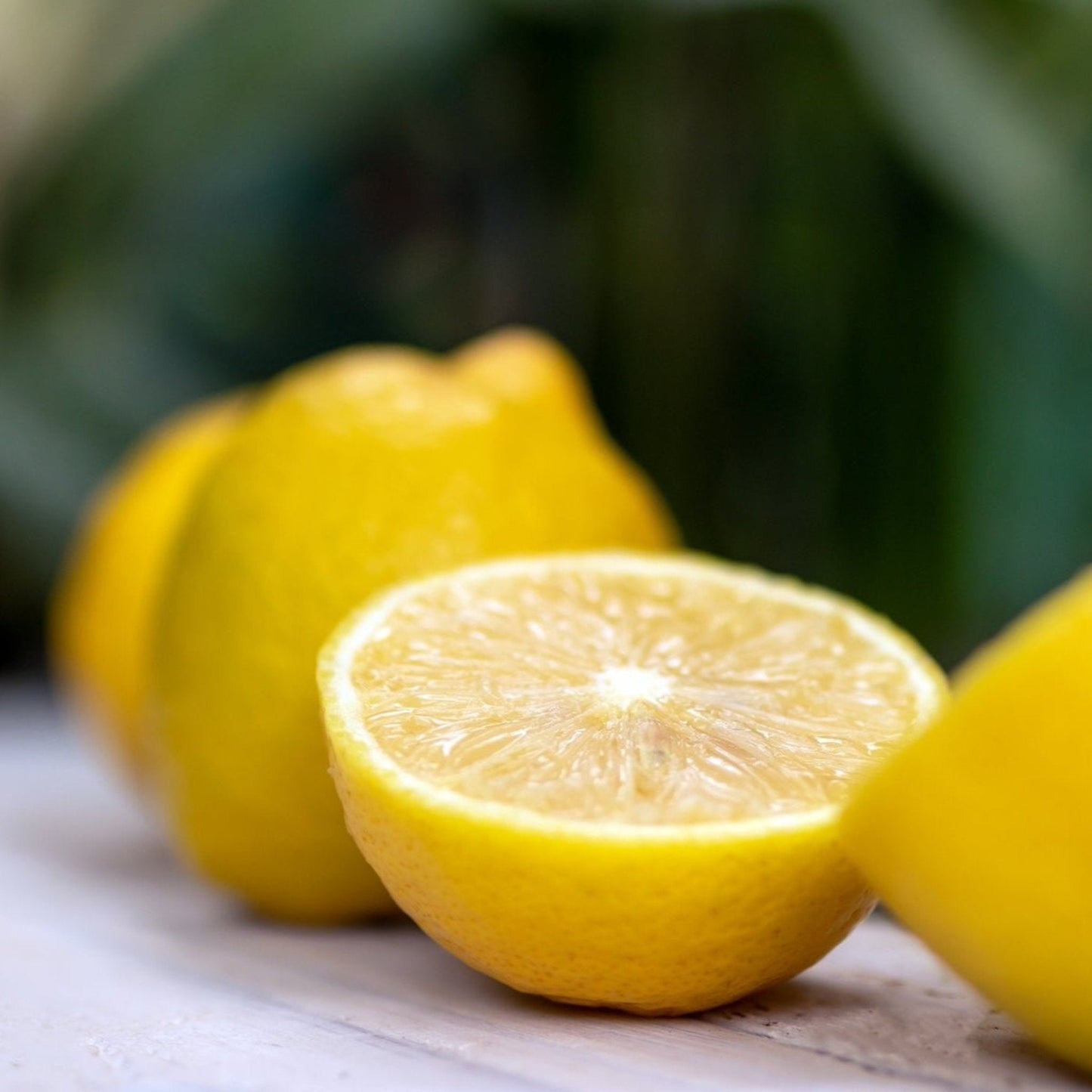 Lisbon Lemon Tree plant with bright yellow lemons on a wooden surface on Tampa Home & Garden Store