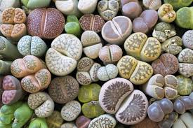 Lithops - Tampa Home & Garden Store