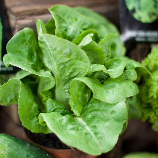 Little Gem Lettuce Seeds (Organic) - Tampa Home & Garden Store