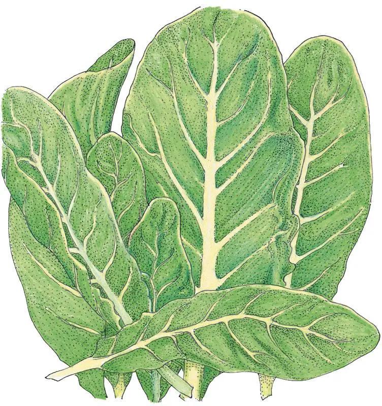 Little Gem Lettuce Seeds Organic Pack vegetable seeds by Grow Organic with leafy green lettuce on Tampa Home & Garden Store