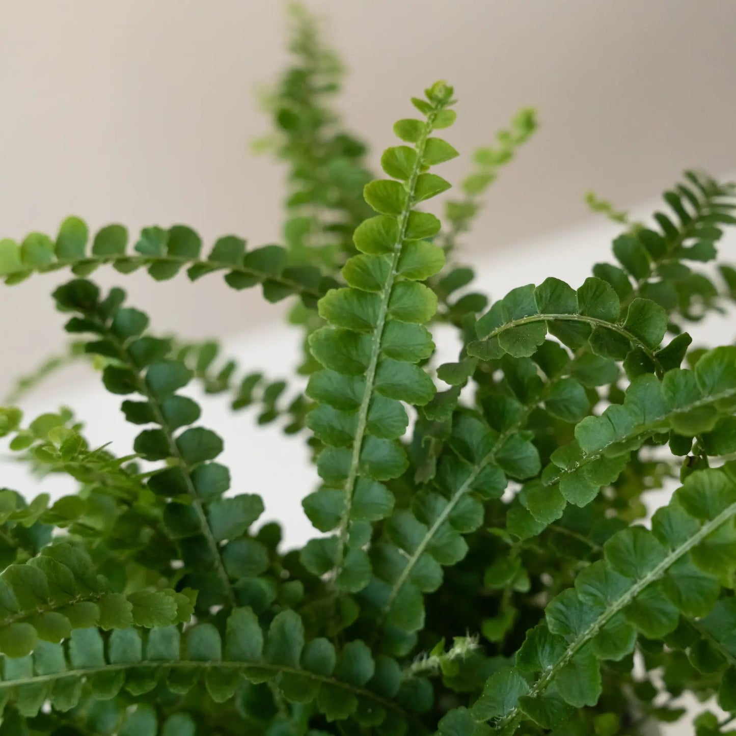 Living Lace Fern plant by leafjoy® compact potted houseplant with bright green fronds on Tampa Home & Garden Store