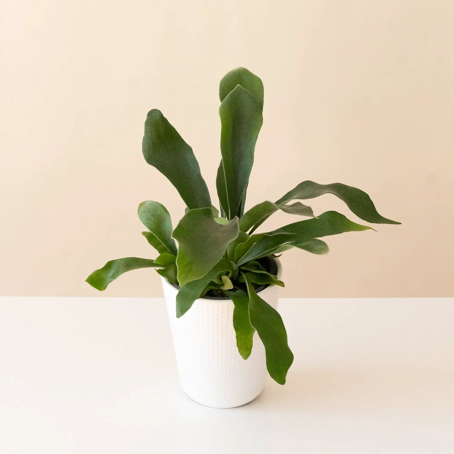 Living Lace Sword Dance Staghorn Fern potted houseplant with green leaves in white pot on Tampa Home & Garden Store