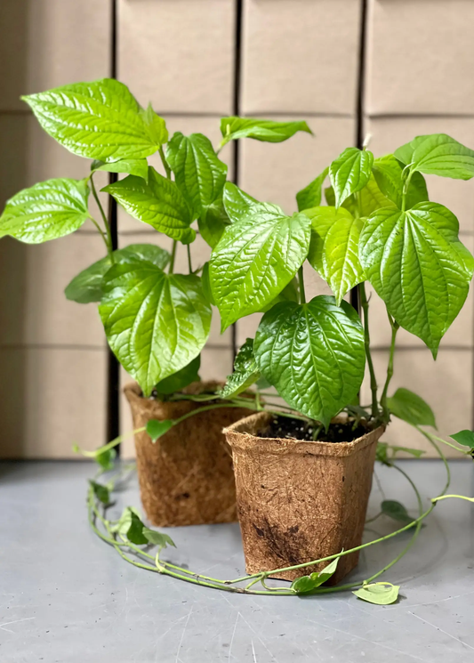 Lolot plant leaves herb, two pots Piper sarmentosum by Sow Exotic with green leaves on Tampa Home & Garden Store