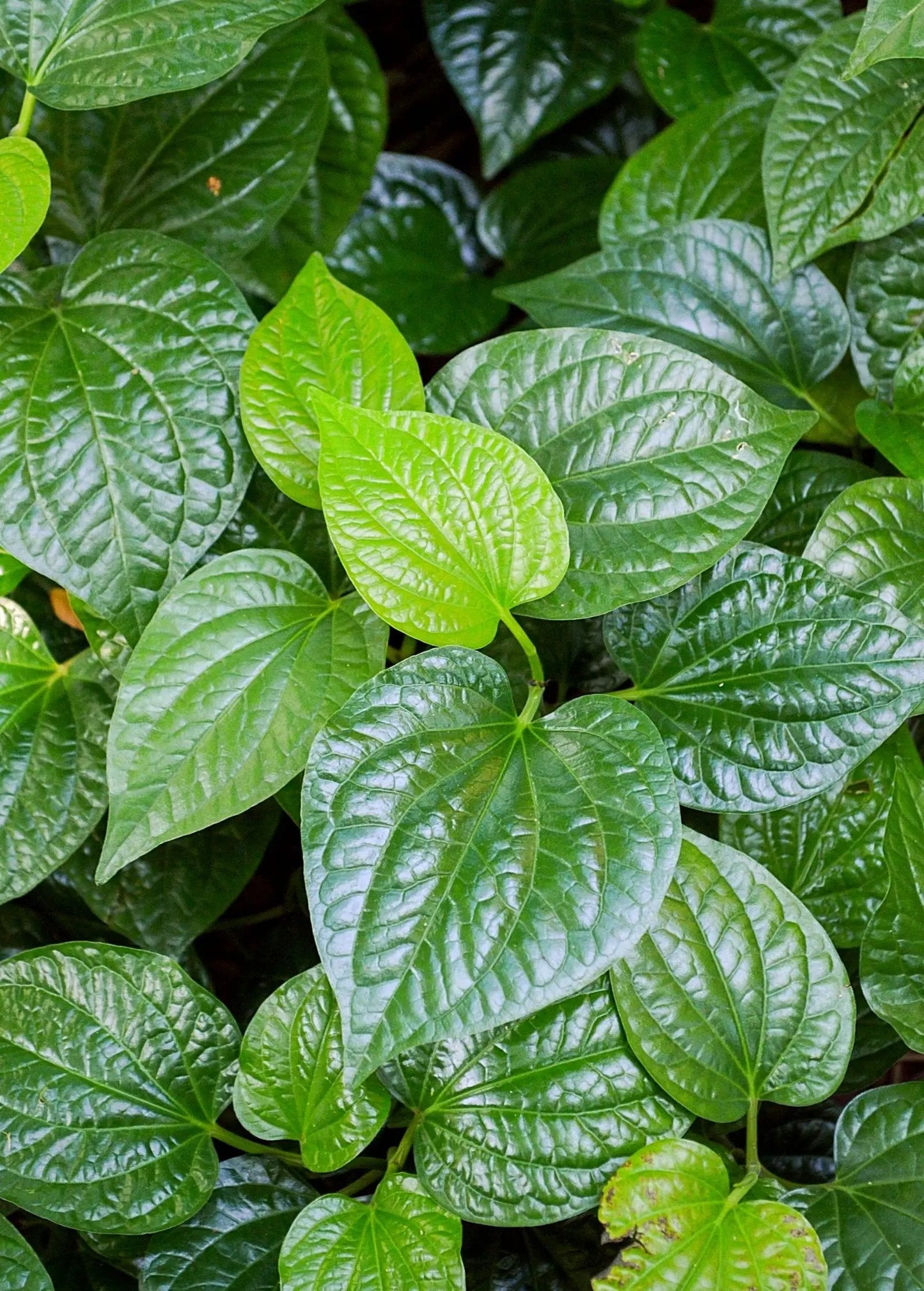 Lolot plant leaves Piper sarmentosum glossy green herb for Southeast Asian cooking on Tampa Home & Garden Store