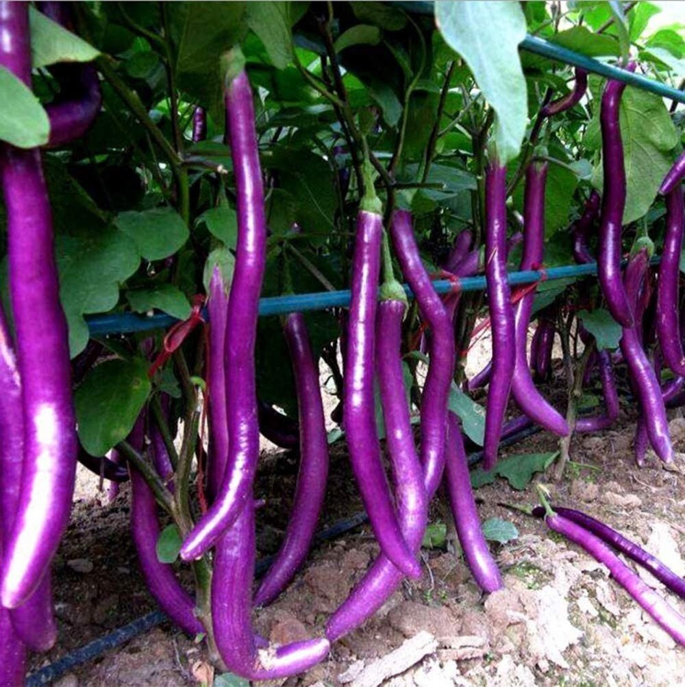Long Purple Eggplant Seeds - Solanum Melongena - Non-Gmo Aubergine Asian Vegetable - Tampa Home & Garden Store
