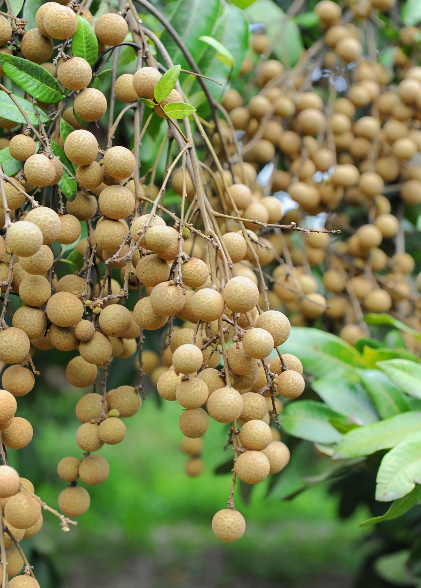 Longan, 'Kohala' (Dimocarpus longan) - Tampa Home & Garden Store