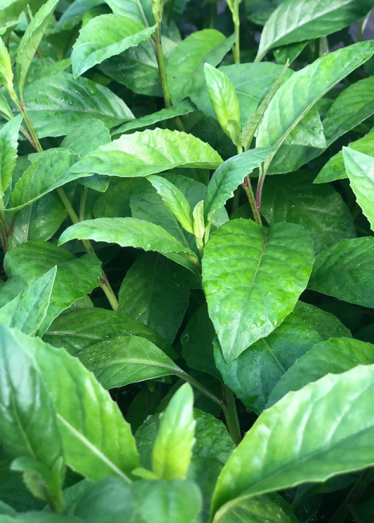 Longevity Spinach Plant herb with vibrant green leaves and slender stems Sow Exotic on Tampa Home & Garden Store