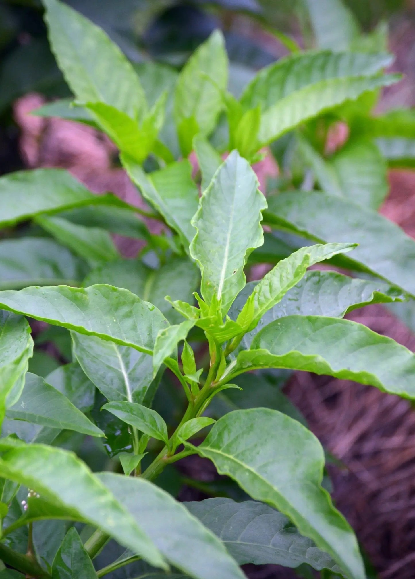 Longevity Spinach herb, Gynura procumbens, with bright green serrated leaves on Tampa Home & Garden Store