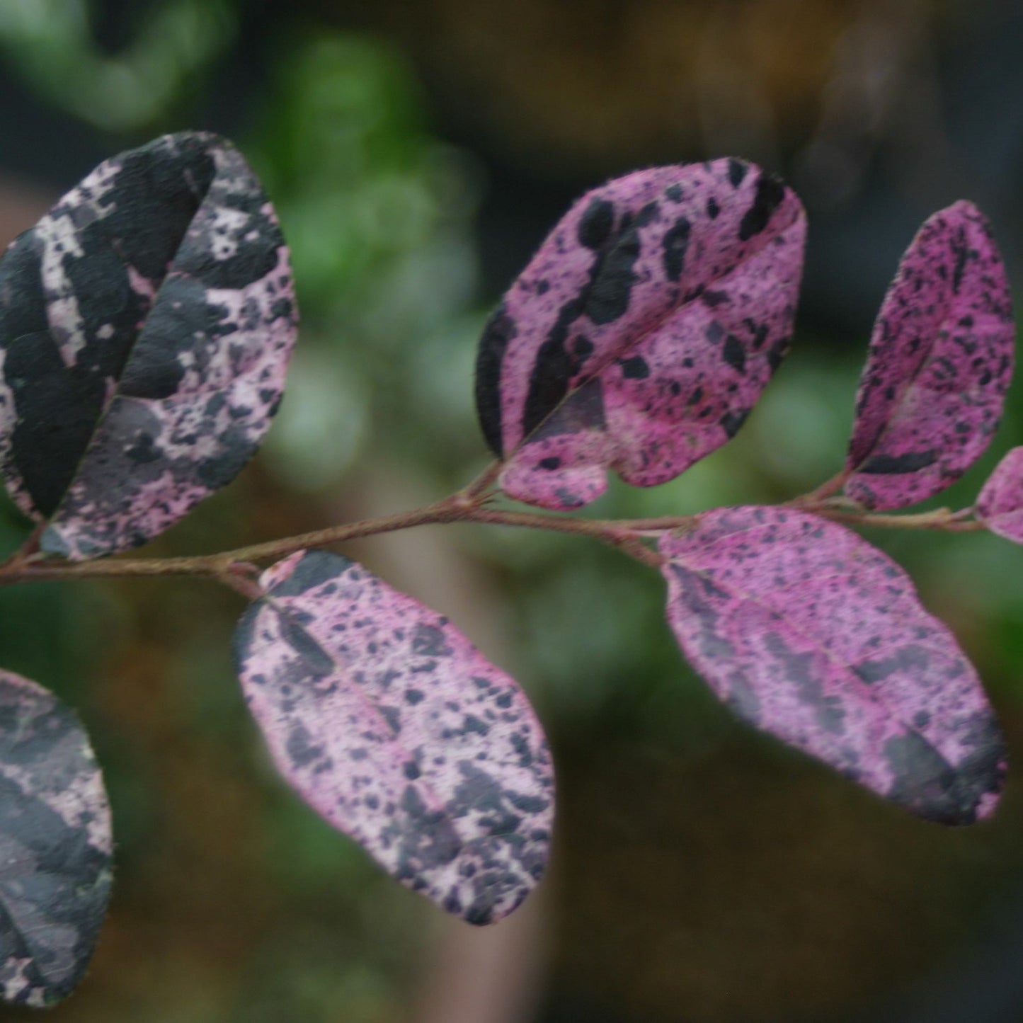 JazzHands Variegated Loropetalum indoor-outdoor pink speckled leaves by Live Good Logistics on Tampa Home & Garden Store