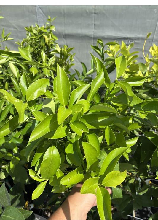 Lisbon Lemon Tree (Citrus × limon) - Tampa Home & Garden Store