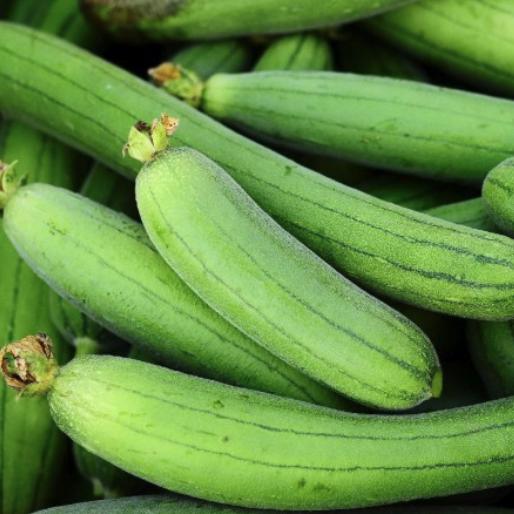 Luffa Sponge Gourd Seeds - Luffa Cylindrica - Easy to Grow Vegetable Garden - Tampa Home & Garden Store