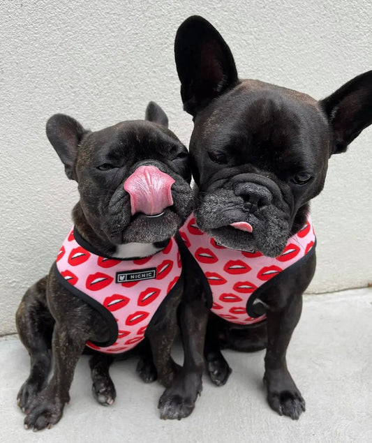 Breathable mesh vest harness for small dogs in pink lip print worn by two black French bulldogs on Tampa Home & Garden Store