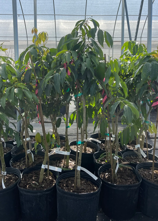 Mauritius Lychee Tree tropical fruit tree with glossy green leaves in a black pot Sow Exotic on Tampa Home & Garden Store