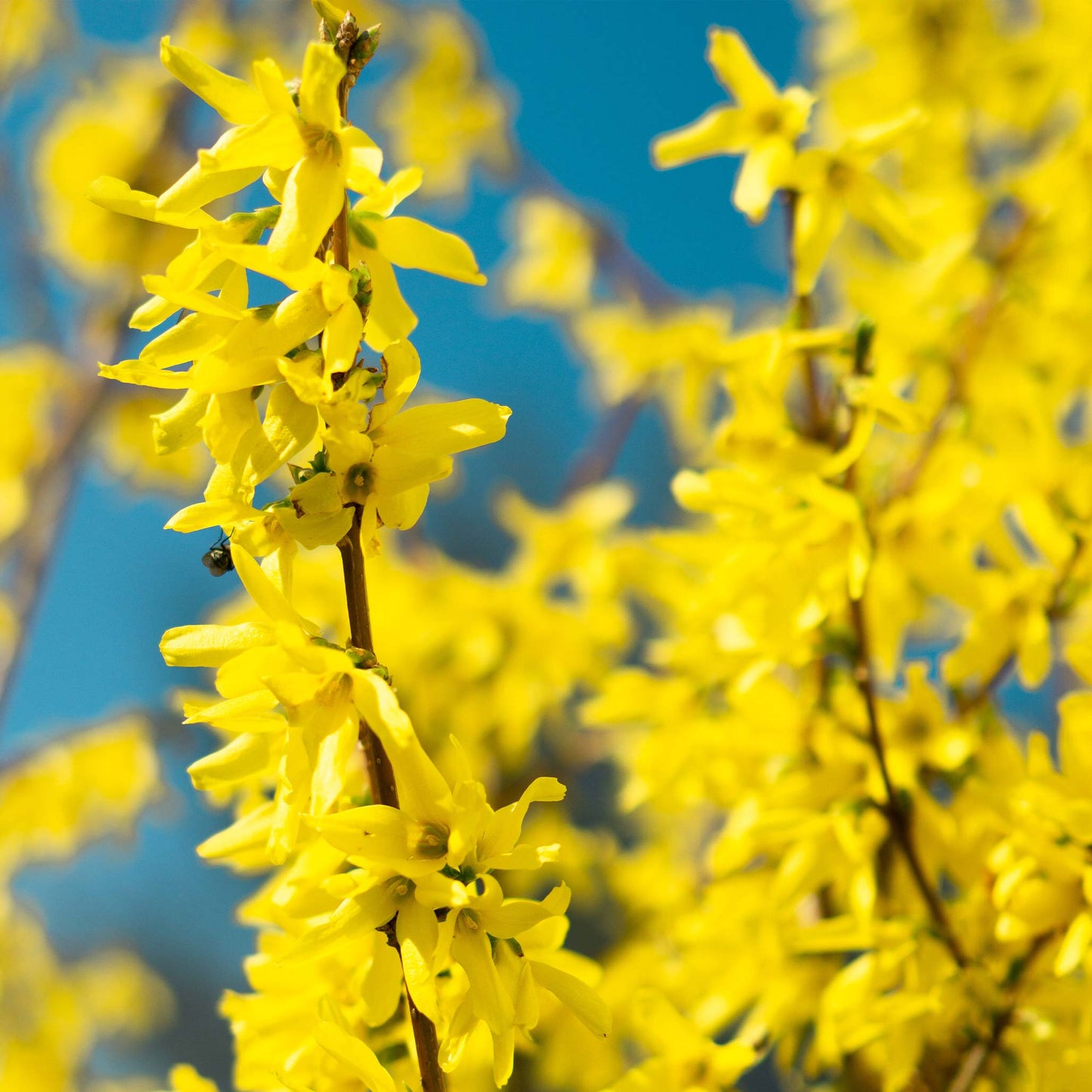 Lynwood Gold Forsythia shrub yellow blooms on woody stems outdoor plant Live Good Logistics on Tampa Home & Garden Store