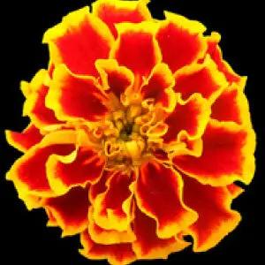 Marigold Sparky Mix seeds single bloom with bright orange-red-yellow petals on Tampa Home & Garden Store