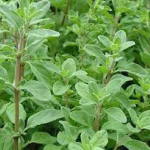 Sweet marjoram herb plant with bright green oval leaves, multiple stems on Tampa Home & Garden Store