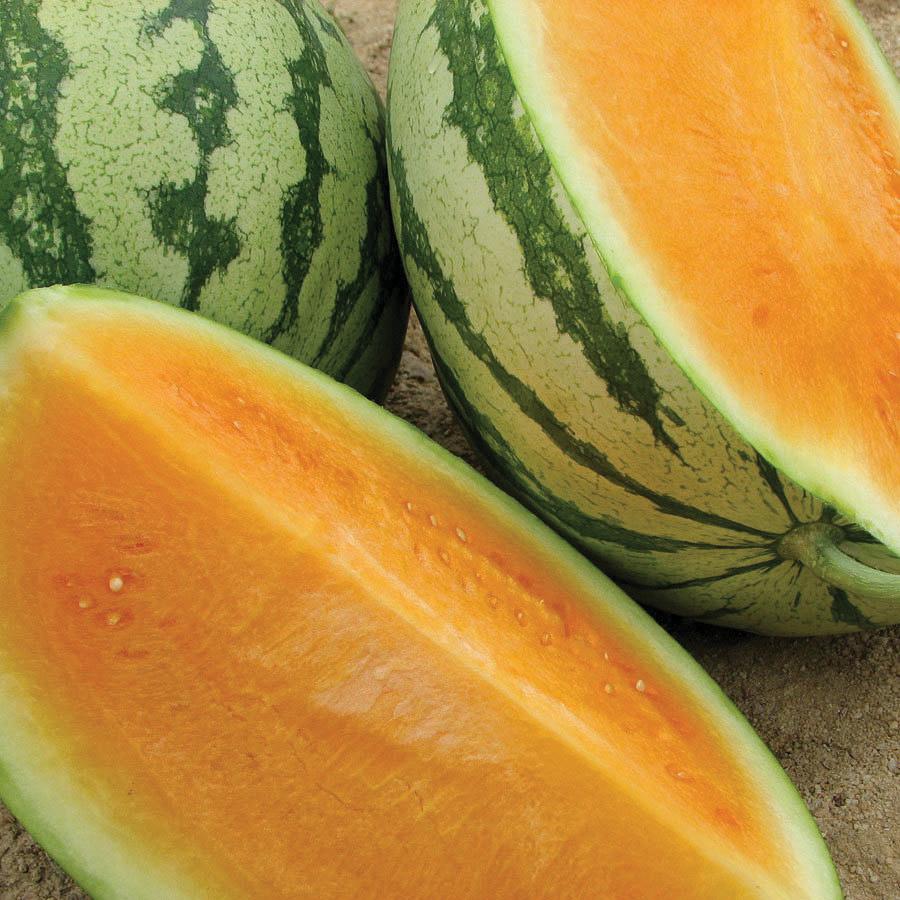 Tendersweet orange watermelon with green striped rind and bright orange flesh on Tampa Home & Garden Store