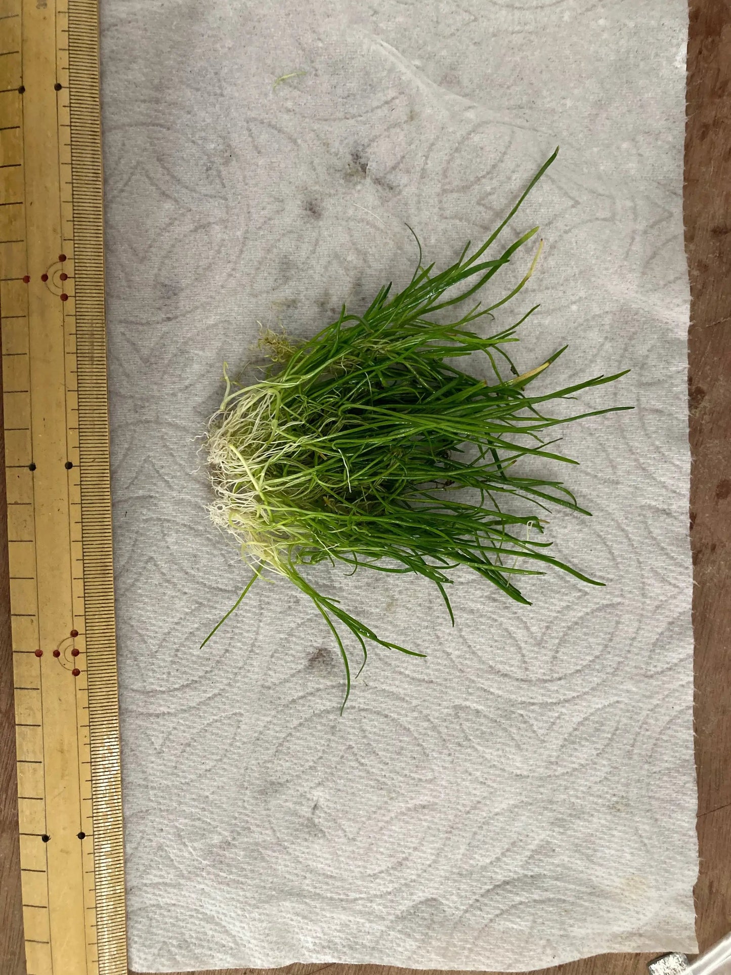 Lilaeopsis Brasiliensis/Micro sword - Tampa Home & Garden Store