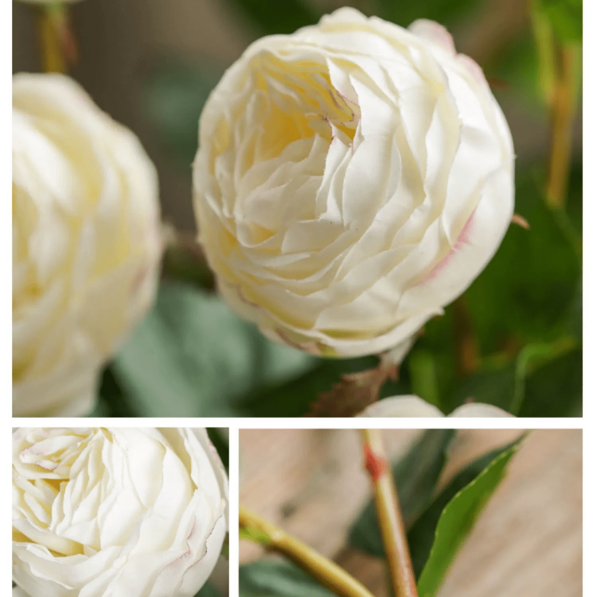 White cabbage rose stem RusticReach, 20.8 in tall with ivory petals and green foliage on Tampa Home & Garden Store