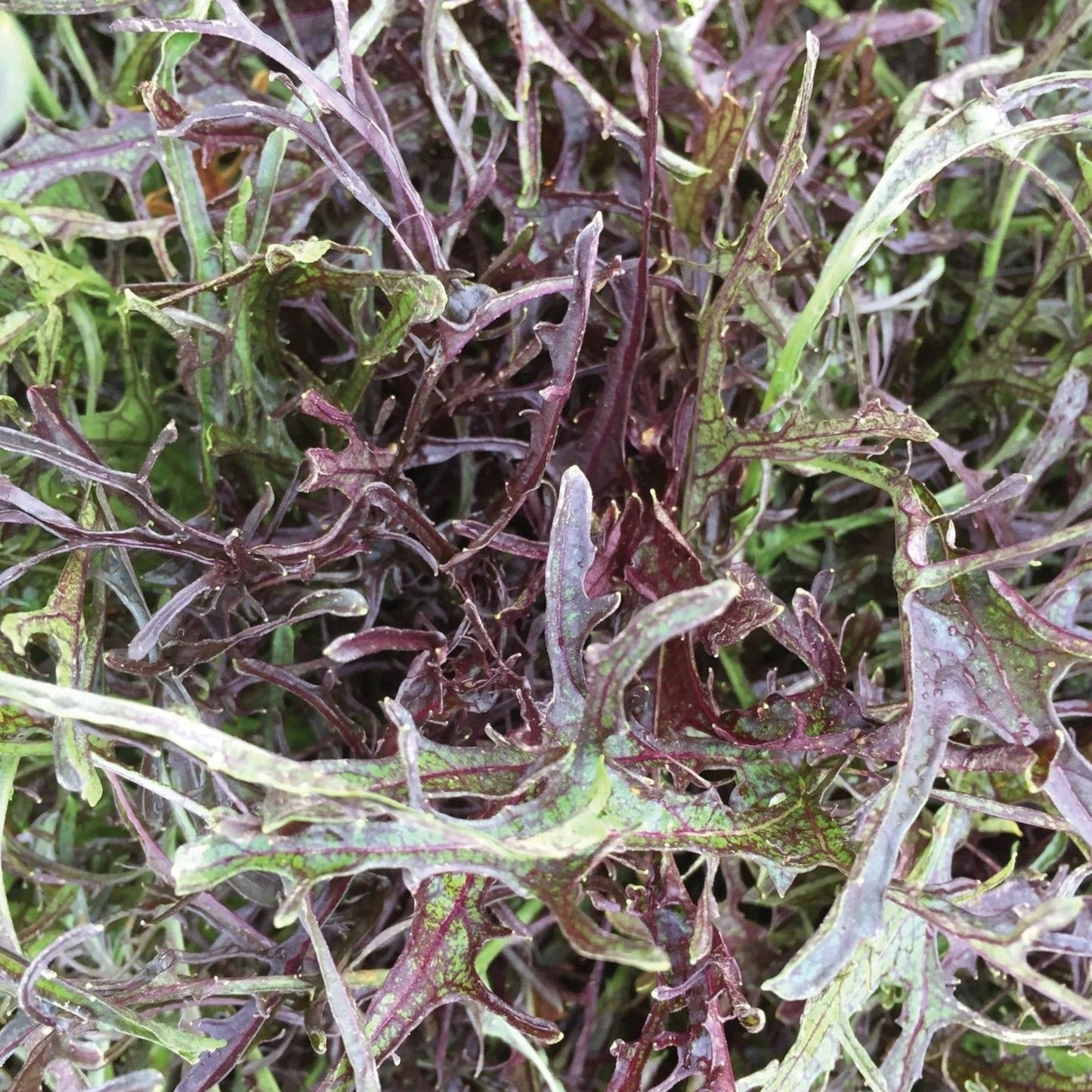 Mizuna Red Streaks Mustard seeds purple-green leaves on Tampa Home & Garden Store