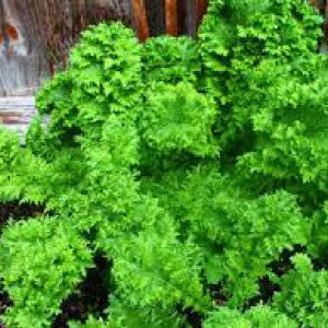 MUSTARD Seeds, Southern Giant Curled - Tampa Home & Garden Store
