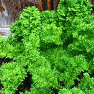 Southern Giant Curled Mustard greens, heirloom bulk with bright curly leaves on Tampa Home & Garden Store