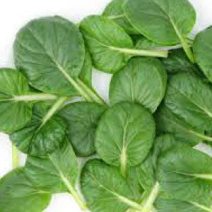 MUSTARD Seeds, Tatsoi - Tampa Home & Garden Store