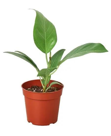 Ficus Audrey rubber plant in terracotta pot with green leaves on Tampa Home & Garden Store