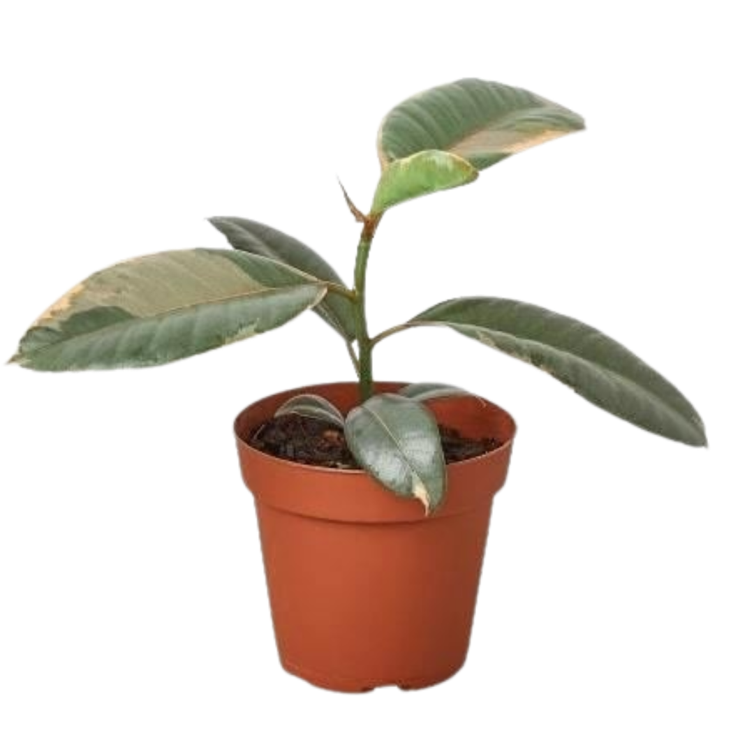 Ficus Elastica Ruby Pink indoor plant in 6in nursery pot with glossy leaves terracotta pot on Tampa Home & Garden Store