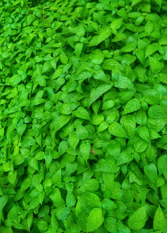 Magenta Leaf Plant Lá Cẩm herb with lush green leaves on Tampa Home & Garden Store