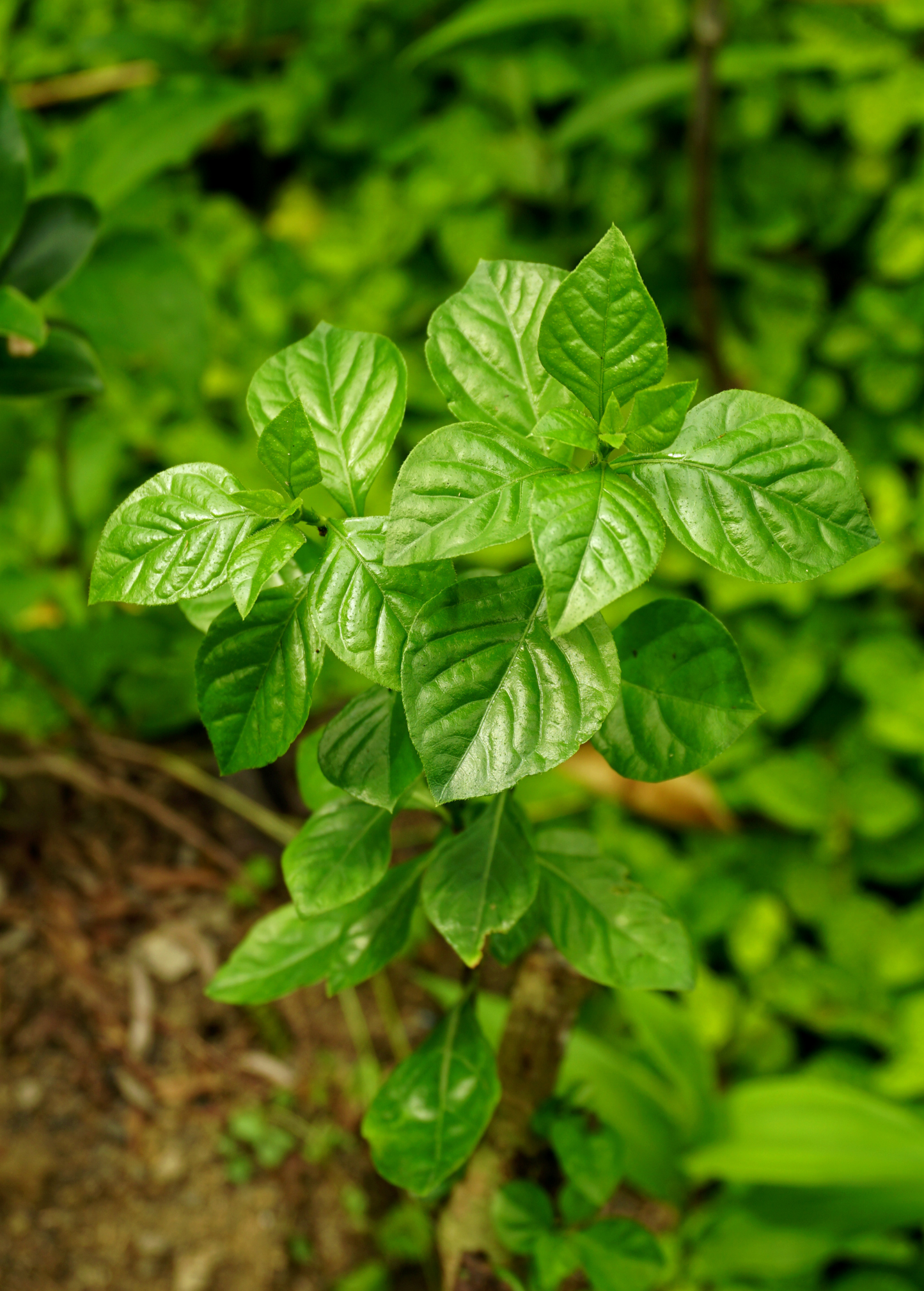 Magenta Leaf Plant, Lá Cẩm (Peristrophe roxburghiana) - Tampa Home & Garden Store