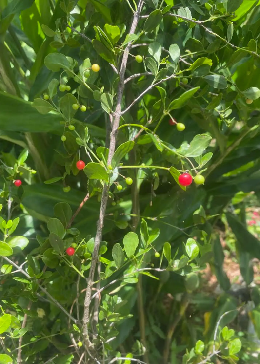 Maiden Berry tree fruiting plant with small green leaves and red berries Sow Exotic on Tampa Home & Garden Store