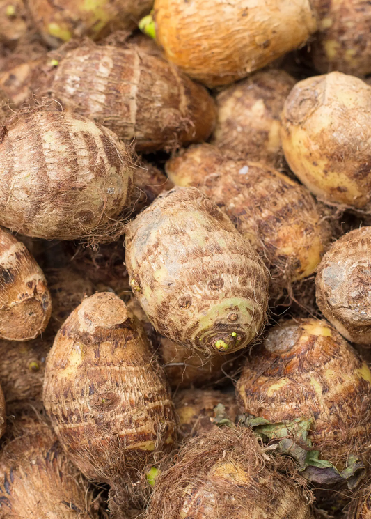 Malanga plant Xanthosoma sagittifolium roots brown tubers with rough, fibrous skin on Tampa Home & Garden Store