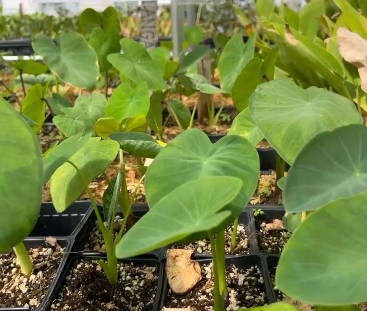 Malanga plant Xanthosoma sagittifolium seedling with green heartshaped leaves in pots on Tampa Home & Garden Store