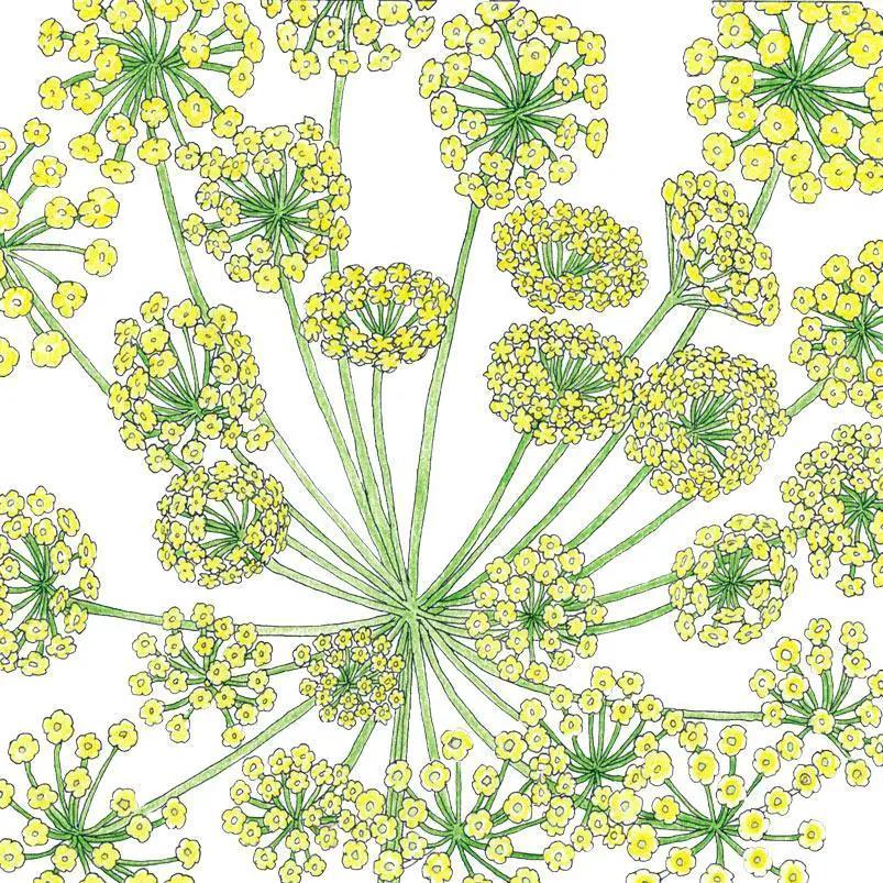 Mammoth Dill Seeds organic illustration with yellow dill umbels and green stems Grow Organic on Tampa Home & Garden Store